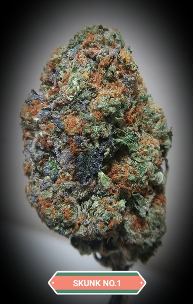 Buy Skunk #1 Strain (Hybrid) Online | Cannabis Store