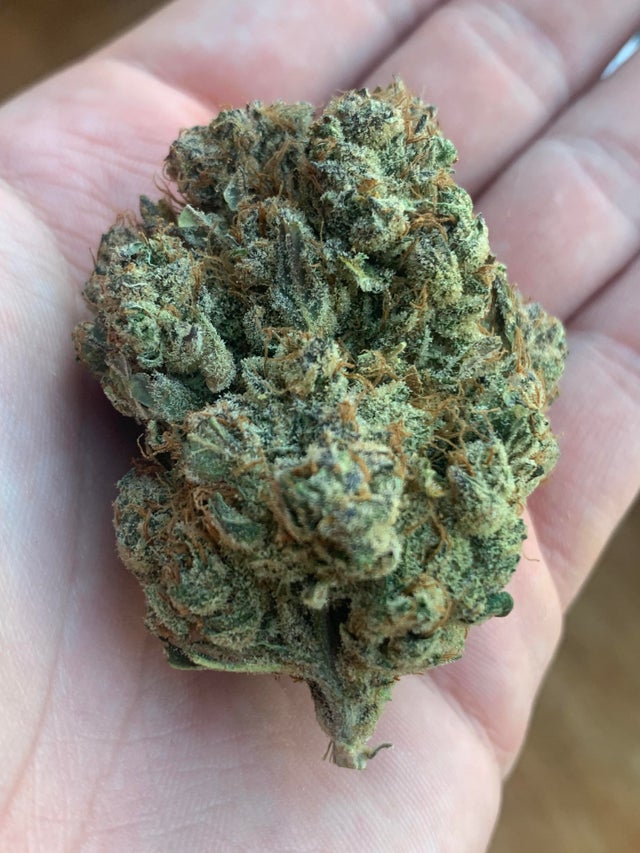Grapefruit Strain for sale